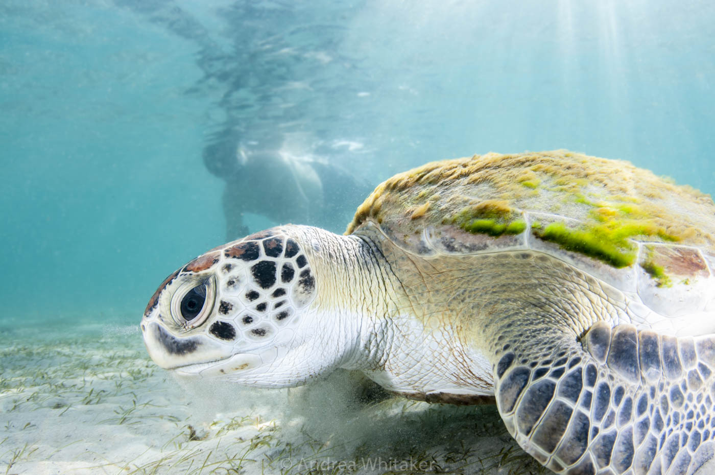 Sea Turtles Underwater